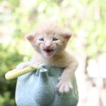 kitty in a teapot