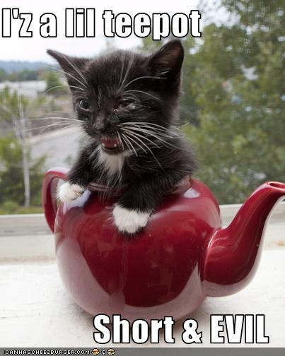 funny-pictures-kitten-is-a-teapot